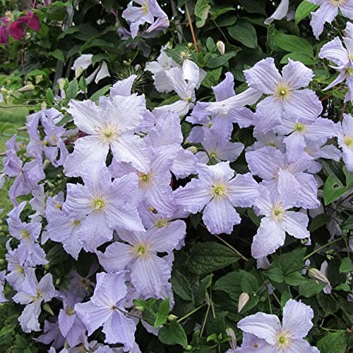 Clematis 'Blauer Engel' - Winterharter Laubklettern Garten Strauch | Idealer Blütezeit-Reichhaltigkeiten |Wintergärtnere