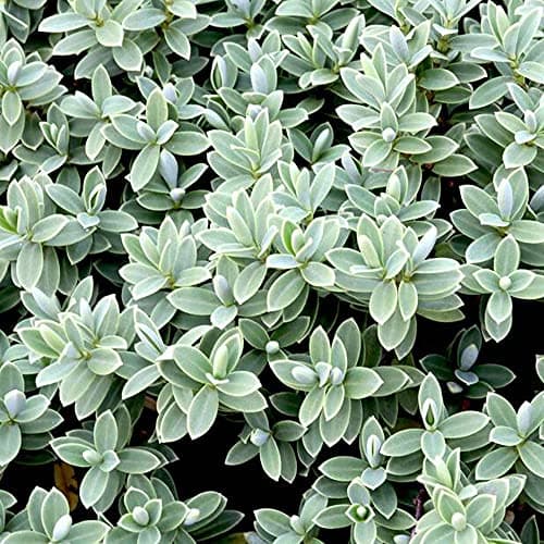 Hebe Pagei Strauchige Veronica - Immergrüner Topfgartenstrauch für dein Gartenziel | Attraktive Blütenfarben und dichte