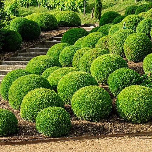 Buxus Ball Set - Echter Immergrün-Strauch für Garten-Topiary 2 x 40cm Durchmesser TopQUALITÄT