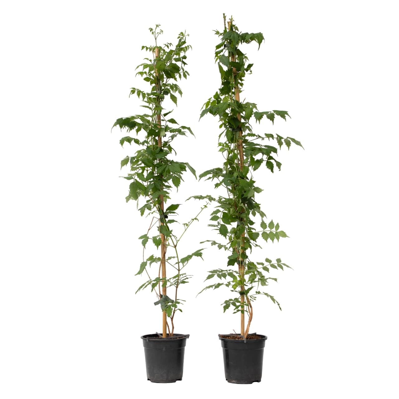Plant in a Box - Campsis 'Mme Galen' XL - Kletterpflanze für den Garten - 17 cm - 110-120 cm Höhe - 2er Set