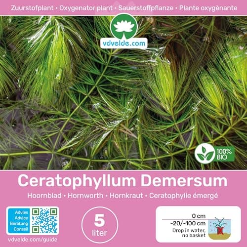 vdvelde.com - Grobes Hornblatt - 5 Liter - Schwimmende Sauerstoffpflanze - für Aquarier - ideales Sauerstoffierenetz - P
