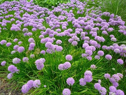 Allium 'Millenium' im 1 Liter Topf - Staude - Winterhart - Bienenfreundlich - Dauerblüher - für den Garten - 1 Liter Top