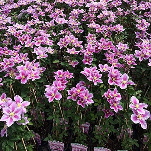 Clematis Piilu Lavendelrosa/Pink 2 X 1,5 Liter Töpfe 2-er Set Winterhart 2 X Mehrjährig Kletterpflanze