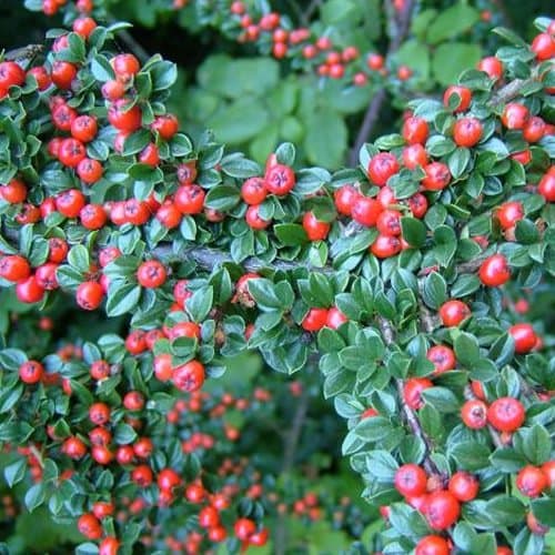 Cotoneaster Horizontalis - winterharter Blühtopf für den Garten ( inkl. Topf )
