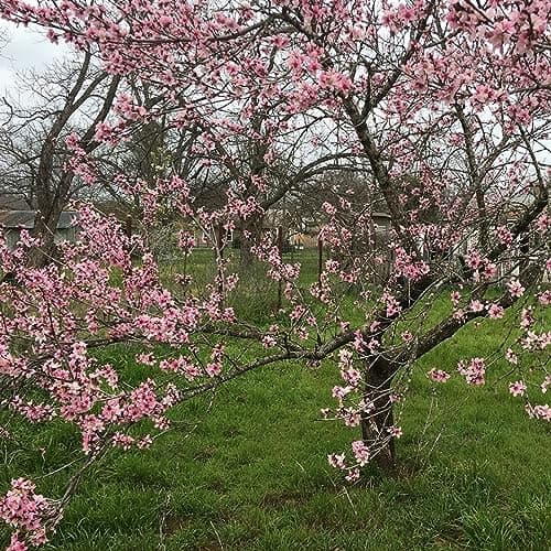 Prunus Pink Peachy Patio Baum, robust für den Garten, ideal für outset, blühender Baum im 3L Topf.