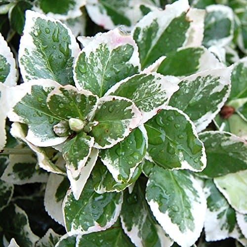 Emerald Gaiety Evergrüner Spindel für Outdoor-Nutzer im Winter
| Euonymus fortunei 'Emerald Gaiety' Topfender für zimme