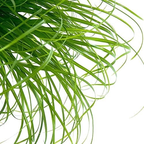 Cyperus Zumula - Katzengraß | Ideal für Katzenverdauung und gesunde Haltung | 20-30cm getopft