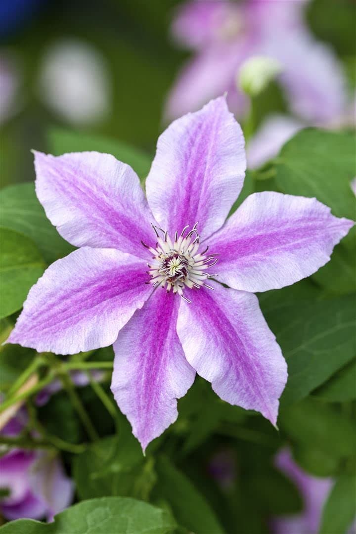 Clematis 'Souv. du Capitaine Thuilleaux' - Rosa-weisse Blüten, ideal für Rankgerüste, pflegeleicht und winterhart - Mai-