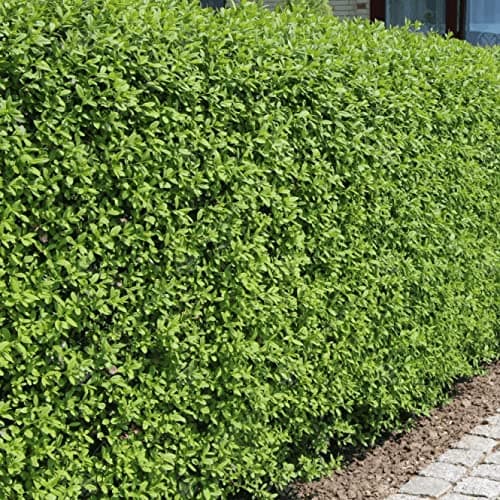 Schnellwachsende grüne Ligusterhecke für Privatsphäre und Landschaftsgestaltung
| Pflegeleichte und trockenheitsresiste