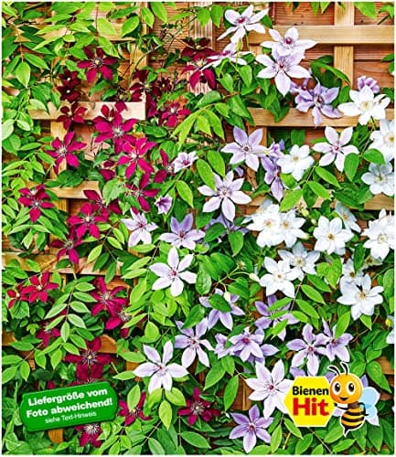 BALDUR Garten Winterharte Clematis Triologie, 3 Pflanzen, bienen- und schmetterlingsfreundlich, pflegeleicht, blühende K