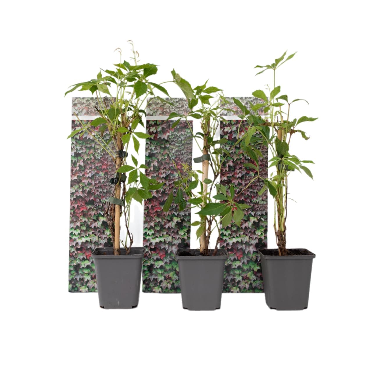 Kletterpflanzen in einer Box - Parthenocissus quinquefolia 'Wilde Wingerd' - Winterhart und schnellwachsend - Topf 9cm -