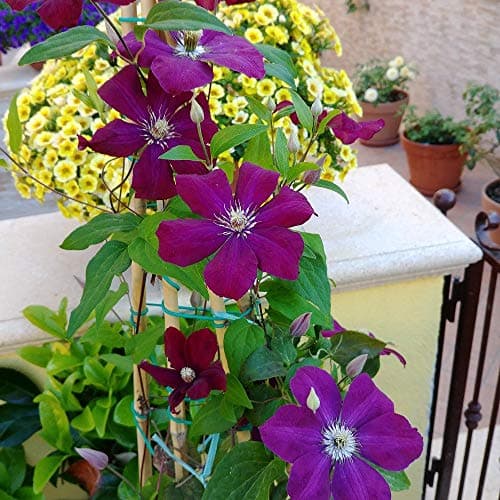 2 x Clematis Kletterpflanzen: Clematis Rouge Cardinal & Clematis Ville de Lyon - Samtrot und Karminrot, Mehrjährig & Win