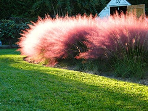 Muhlenbergia capillaris im 1 Liter Topf - Winterhart - Stauden - Fur Blickfang im Garten - Rosa Haargras