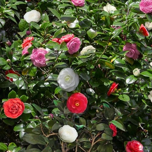 GreenboutiQ - Sträucher - Camelia japonica Tricolour - Rosa, Weiß und Rot Blüte - Immergrün Pflanze - Topf 15cm Hoch 30c