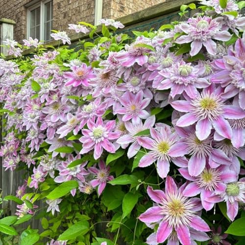 Clematis Zwiebeln & Knollen - Langlebige Gartendekoration - Ideal für Anfänger - 3zwiebeln - Wundersame Blütenfarben