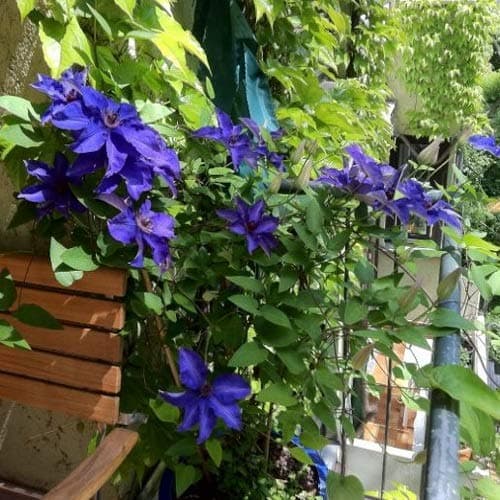 Clematis The President - Winterharte Kletterpflanze für Anfänger - Blühende Klematis in der Natur - 1 Pflanze