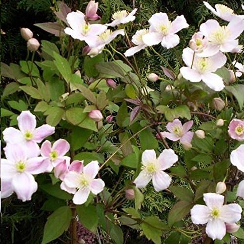 3 x Clematis Montana Rubens (Waldreben) - 3 kaufen/2 bezahlen | Rosa, Mehrjährig und Winterhart | 1,5 Liter Töpfe