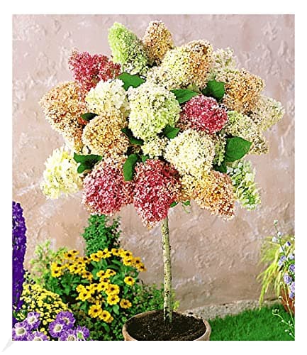 BALDUR Garten Winterhartes Stämmchen Wisteria sinensis Blauregen, für Sonnig Den Standort, bienenfreundlich, 1 Pflanze