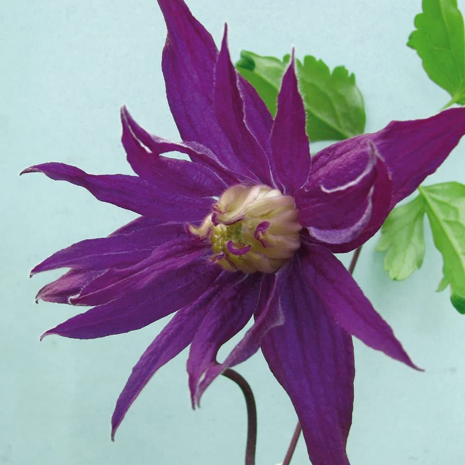 Clematis Großblütige Daniel Deronda 1L - Pflanze für Anfänger und professionelle Gärtner - Ideal für Kleingarten - Schön