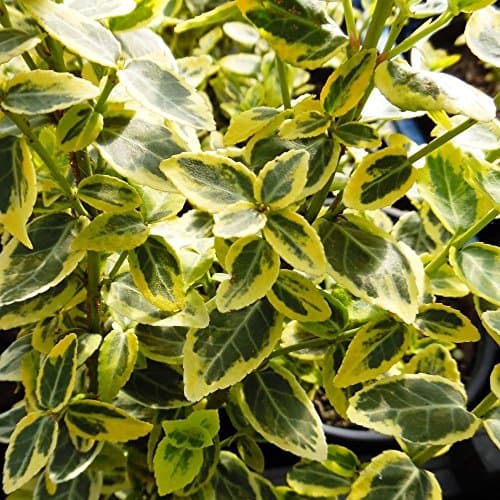 Emerald 'n Gold Euonymus fortunei Immergrüner Strauch - Topf für Gartenanpflanzungen - Hellgrüne und goldfarbene Blätter