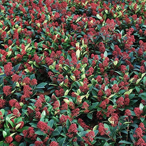 Skimmia japonica Rubella | Schön immergrüner blühender Topfstrauch für Gartenanerz.ie