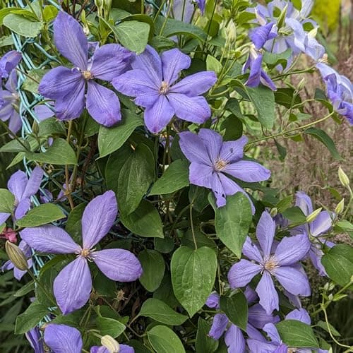 Clematis Großblütige Daniel Deronda 1L - Pflanze für Anfänger und professionelle Gärtner - Ideal für Kleingarten - Schön