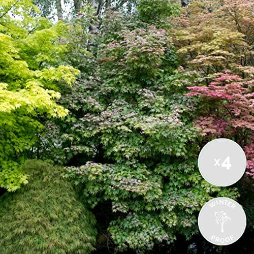 Bloomique - Mischung aus 4 Japanischen Ahornbäumen - Topfpflanzen für den Wintergarten - Winterhart - 20-30 cm hoch - 10