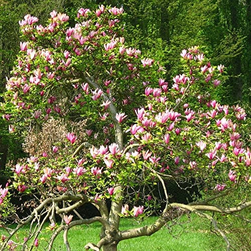 Magnolia liliiflora 'Nigra' Winterharter Gartenstrauch für den Freien Garten - Laubwerfend - 9 cm Topf - Blumenstrauß im