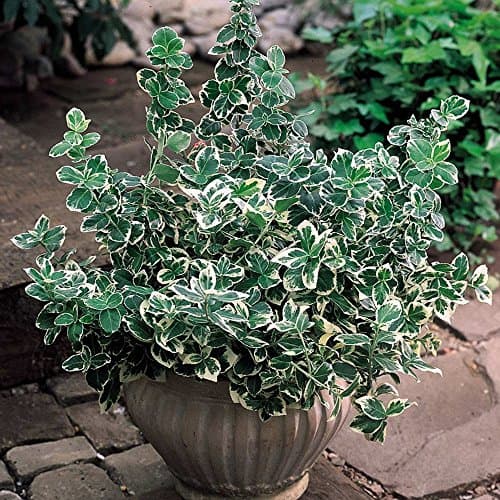 Emerald Gaiety Evergrüner Spindel für Outdoor-Nutzer im Winter
| Euonymus fortunei 'Emerald Gaiety' Topfender für zimme