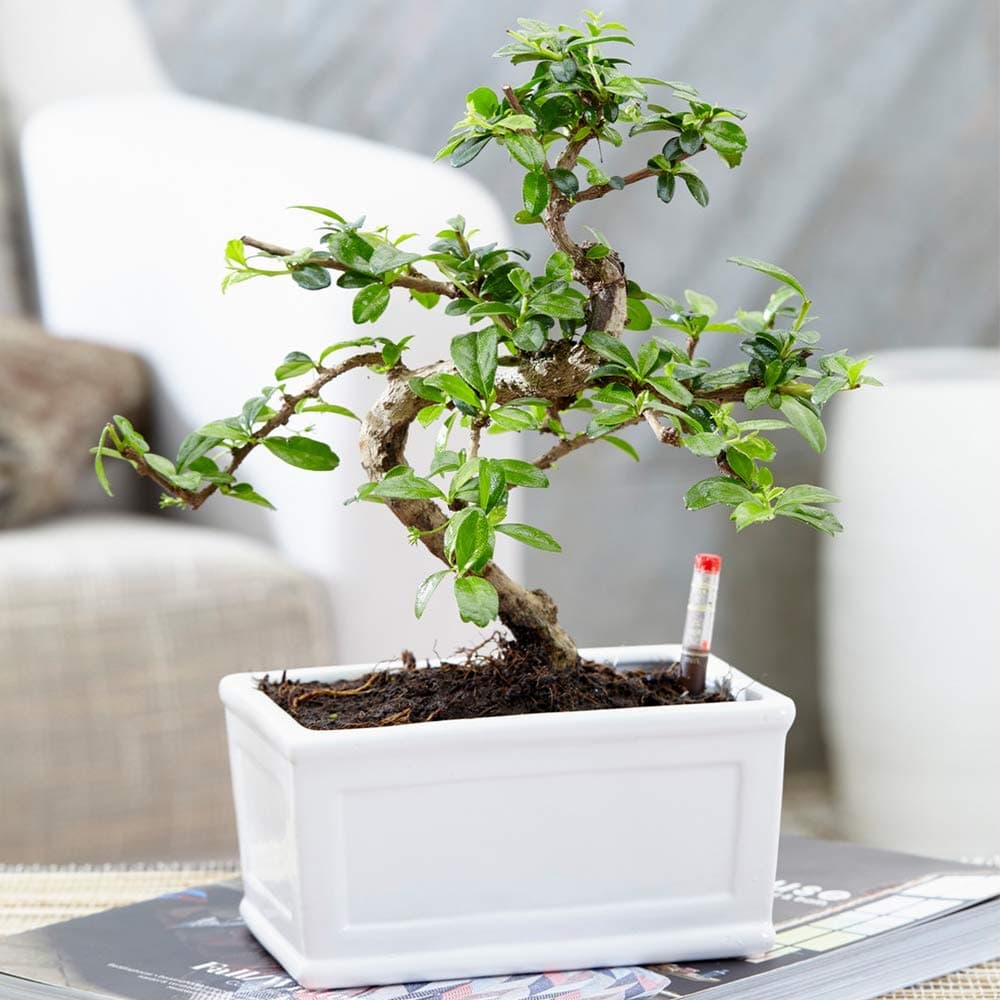 Bonsai Chinesische Ulme - Lebendiger Japanischer Baum mit 'S-Form' für Anfänger in der Größe 1 x 15 cm