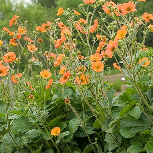 Geum Totally Tangerine Avens, robuste Gartenstauden für den Außenbereich + [Spektakuläre Farben] + [Einhüllende Blüte] +