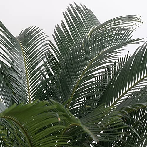 Sago-Palme immergrün groß exotisch selten hoch