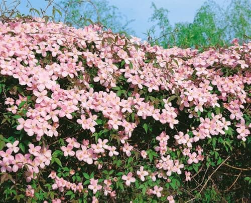 Clematis montana 'Tetrarose' - rosa Blüten, ideal für Rankgerüste, winterhart