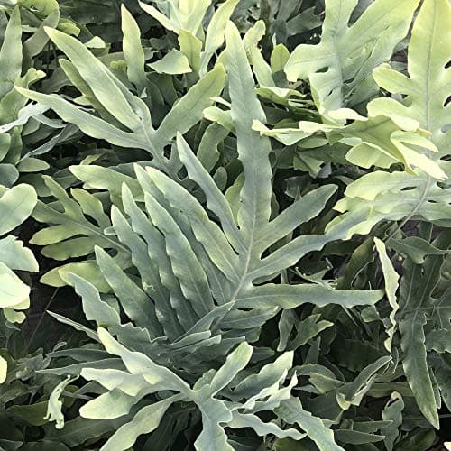 Phlebodium Blue StarPremium Zimmerfarn Geschenk inklusiver 25-35 cm Topf