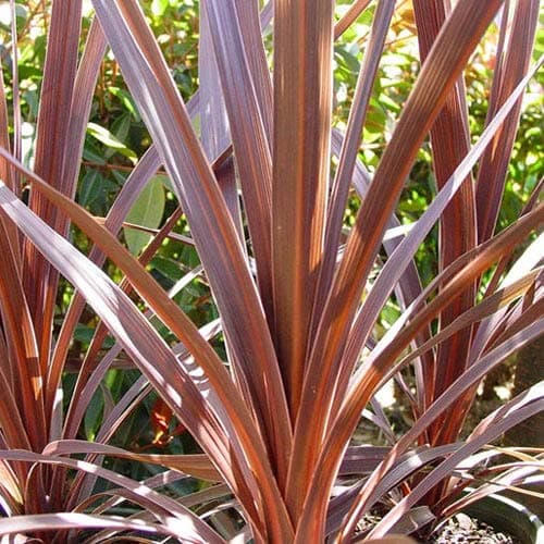 Cordyline australis Roter Stern + Grünblättrige Pflanze + Familiäre Gärtnern + Terrassenzero + Abhängigkeit von Vitamin