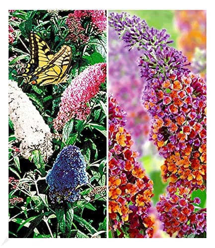BALDUR Garten dreifarbiger Schmetterlingsstrauch 'Papillion Tricolor', winterhart, trockenresistent, bienenfreundlich
