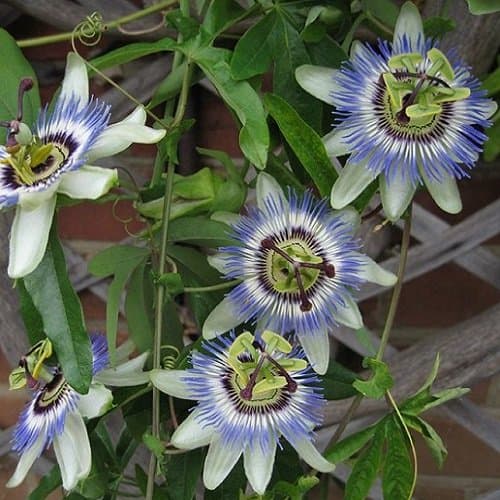 Passionsblume - Mehrjärige Kletterpflanze, Winterhart & Immergrün - 1,5 Liter Topf | Top-Suchbegriffe für Passionsblume