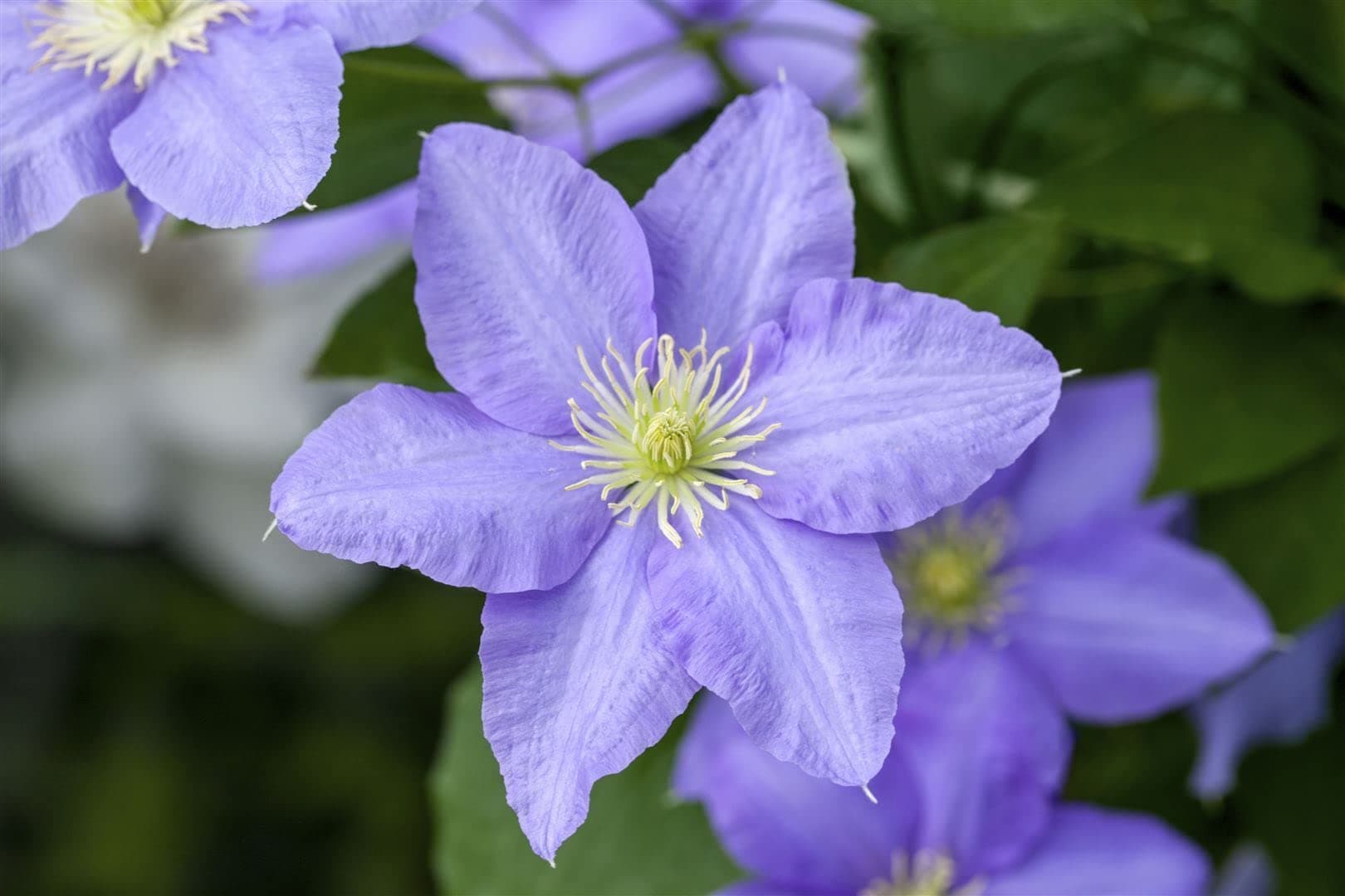 [Clematis Hybride 'Elsa Späth' - Größer, violette Blüten, ideal für Gartenanbau, pflegeleicht und winterhart]  
[Clemati