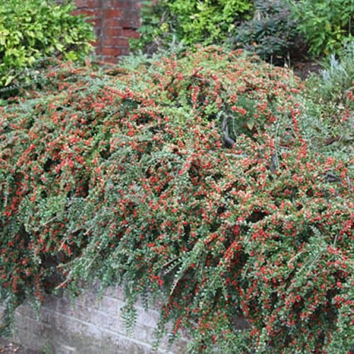 Cotoneaster Horizontalis - winterharter Blühtopf für den Garten ( inkl. Topf )