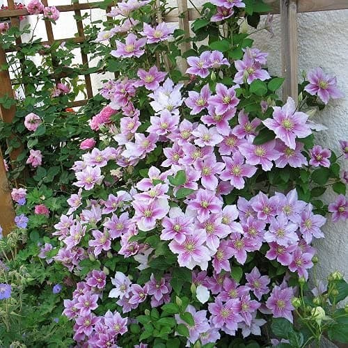 Clematis Piilu Lavendelrosa/Pink 2 X 1,5 Liter Töpfe 2-er Set Winterhart 2 X Mehrjährig Kletterpflanze