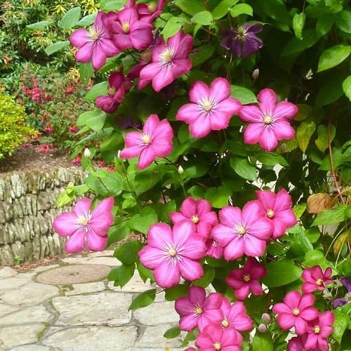 3 Clematis Kletterpflanzen Mix (3 für 2 bezahlen): Blau (Jackmanii), Rosa/Weiβ (Nelly Moser) & Rot (Ville de Lyon) - meh