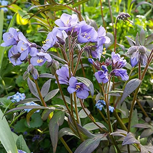 Jacobsleiter Polemonium Heavenly Scent Laubabwerfende Gartenstaude für Blumenbecken und Randbereiche mit großen Blüten u