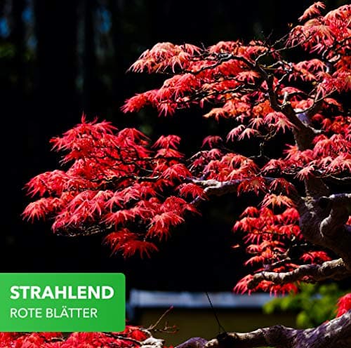 Magic of Nature Ahorn/Fächerahorn - Robuste Samen - Kultivierbar als Baum im Garten