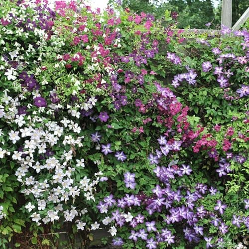 GreenboutiQ Clematis Rainbow Kletterpflanze - Blüte Rosa Weiss Lila Rot - Wenig Pflege - 4 Pflanzen pro Topf - 11cm Höhe