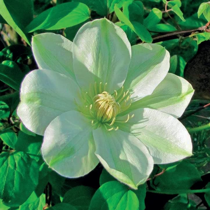 Clematis Großblütige Daniel Deronda 1L - Pflanze für Anfänger und professionelle Gärtner - Ideal für Kleingarten - Schön