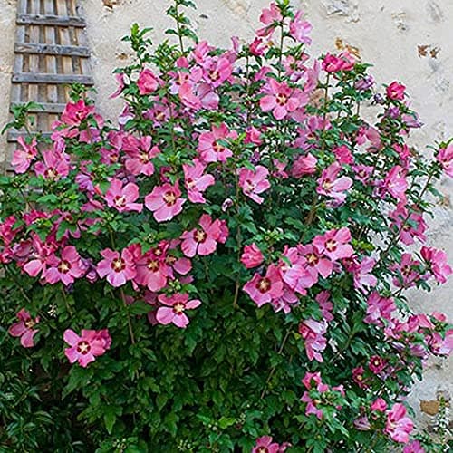 Hibiskus Woodbridge Rose von Sharon - Laubabwerfender Topfbaum für Garten & Terrasse