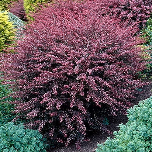 Berberis 'Rose Glow' - Auffälliges rosa und lila Laub - Ideal für dramatische Gartenelemente - Schönheit und Ausdauer -