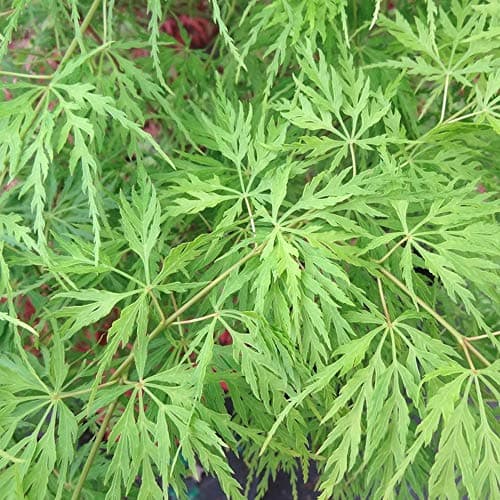 Acer palmatum dissectum 'Emerald Lace' - Gefiedertes japanisches Ahornlaub.tree