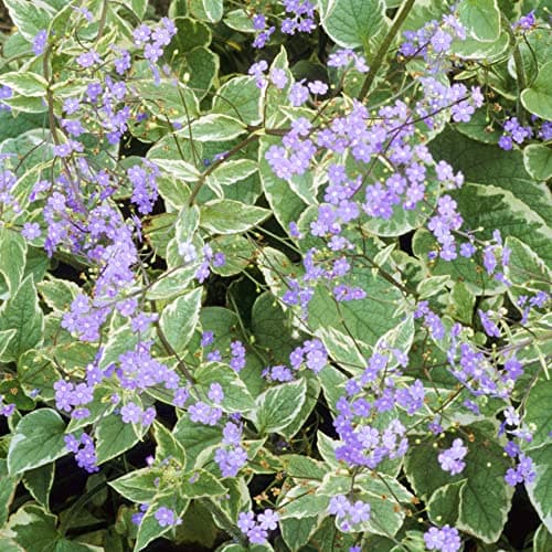 Sibirischer Herzblatt Brunnera Macrophylla Hadspen Cream - Garten-Staude