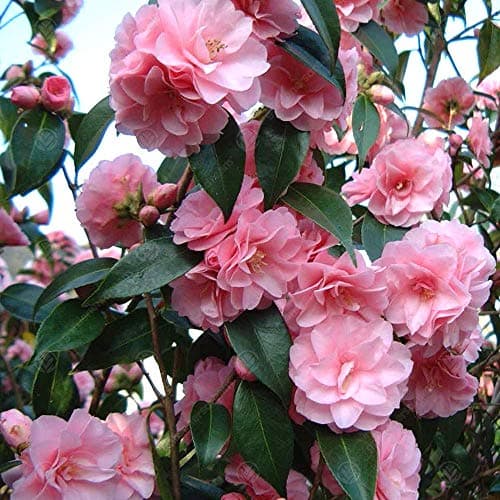 Camellia williamsii 'Spring Festival' - Immergrüner pinker Gartenstrauch für Anwender im Garten | 9cm Topf